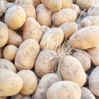 سیب زمینی|عمده‌فروشی|چنارود, |دیوار