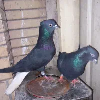 مرغ تخم کفتر زاغ دم سفید کاکلی  و نر تک