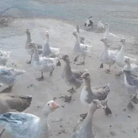 غازدورگه زیرقیمت|حیوانات مزرعه|بیرانوند, |دیوار