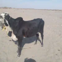 نر گاو دوساله