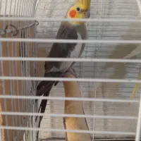 تعدادی پرنده برای فروش|پرنده|رشت, کوی امام رضا|دیوار