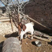 چپش پاکستانی|حیوانات مزرعه|مهریز, |دیوار