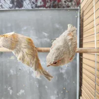قناری اوپال سیلور