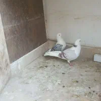 کبوتر|پرنده|پردیس, فاز ۳|دیوار