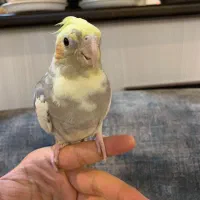 عروس هلندی نردوکت ابلغ بدون قفس معاوضه ندارم|پرنده|تهران, شیخ هادی|دیوار