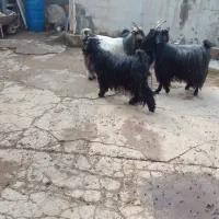 فروش ۴ راس بز جوان و چاق|حیوانات مزرعه|شوشتر, |دیوار