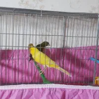 قناری مرغ عشق مرغ محلی عروس هلندی