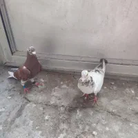 کبوتر پلاکی|پرنده|بندر گناوه, |دیوار