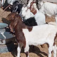 فروش 9راس بزغاله دورگ پاکستانی|حیوانات مزرعه|بردسکن, |دیوار