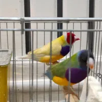 جفت ستاره ای و گلدین و یاسمین|پرنده|الوند, |دیوار