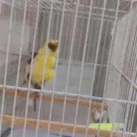 قناری فرآجی فول