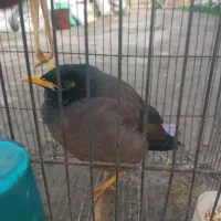 مینا سالم سرحال کاملا آرام|پرنده|سیمین شهر, |دیوار