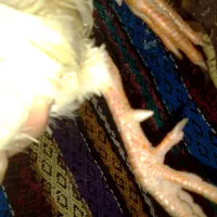 مرغ آشتی آلبینو|حیوانات مزرعه|بندرعباس, |دیوار