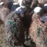 فروش گوسفند