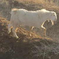 نری سانا معامله با بز پاکستانی