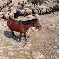 فروش اسب|اسب و تجهیزات اسبسواری|فیروزآباد (فارس), |دیوار