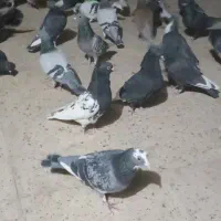 سلام نرتبعبدی میرونم میدم ازخودمن۴۰تاهستم خونه۱۰تا