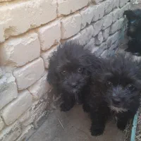 سگ شیتزو پدر پامر مادر شیتزو دورگه