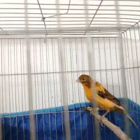 قناری ابلغ لاکی نر|پرنده|شیراز, کوشک میدان|دیوار