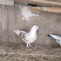 تعدادی کبوتر نقش