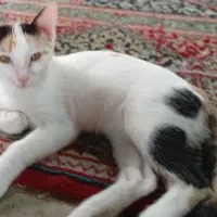 گربه ماده
