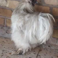 خروس واوردک نر