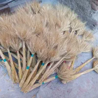 گل گندم|گل و گیاه طبیعی|رشت, چله خانه|دیوار