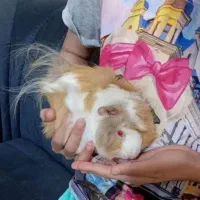 بچه خوکچه|موش و خرگوش|فومن, |دیوار