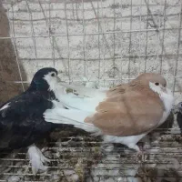 جفت شهری هیکلی