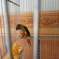 فروش طوطی گرینچیک|پرنده|بوکان, |دیوار