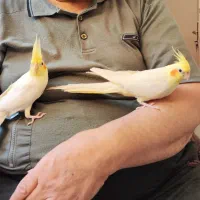 عروس هلندی مولد