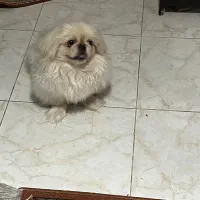 پیکینبز امپریال