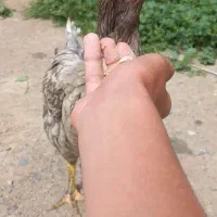 مرغ لاری طوس دستی تخم گزار