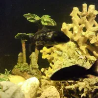 کوی مشکی|ماهی|مشهد, جانباز|دیوار