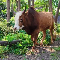 گاونر ورزا کوله چالوسی