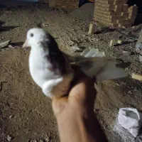 کفتر غریبگیری