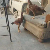 فروش مرغ و خروس محلی