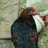 خ.ر-و-س-کردی چاق