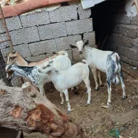 چهار راس کهره نریی بندرلنگه