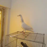 کفتر جوون|پرنده|کاشمر, |دیوار