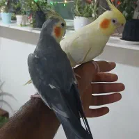یه جفت عروس هلندی مولد جوجه داده