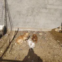 واگذاری سگ|سگ|رباط‌کریم, مسکن مهر آبشناسان|دیوار