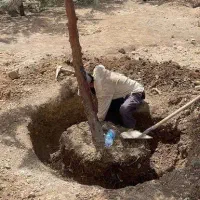 لوله بخاری دسته بیلی درخت کلنگی بن بالا میوه نهال|خدمات باغبانی و درختکاری|تهران, باغ خزانه|دیوار