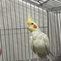 عروس هلندی نر