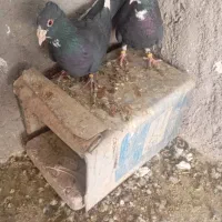 پلنگ دوجفت|پرنده|رفسنجان, |دیوار