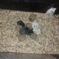 همستر کمپل و سوری|موش و خرگوش|اصفهان, احمدآباد|دیوار