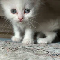ماده پرشین اصیل سفید برفی