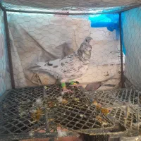 کفتر هفترنگ