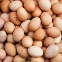 تخم مرغ