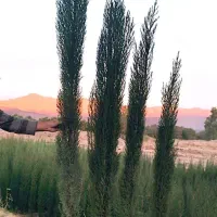 فروش نهال سرو ناز